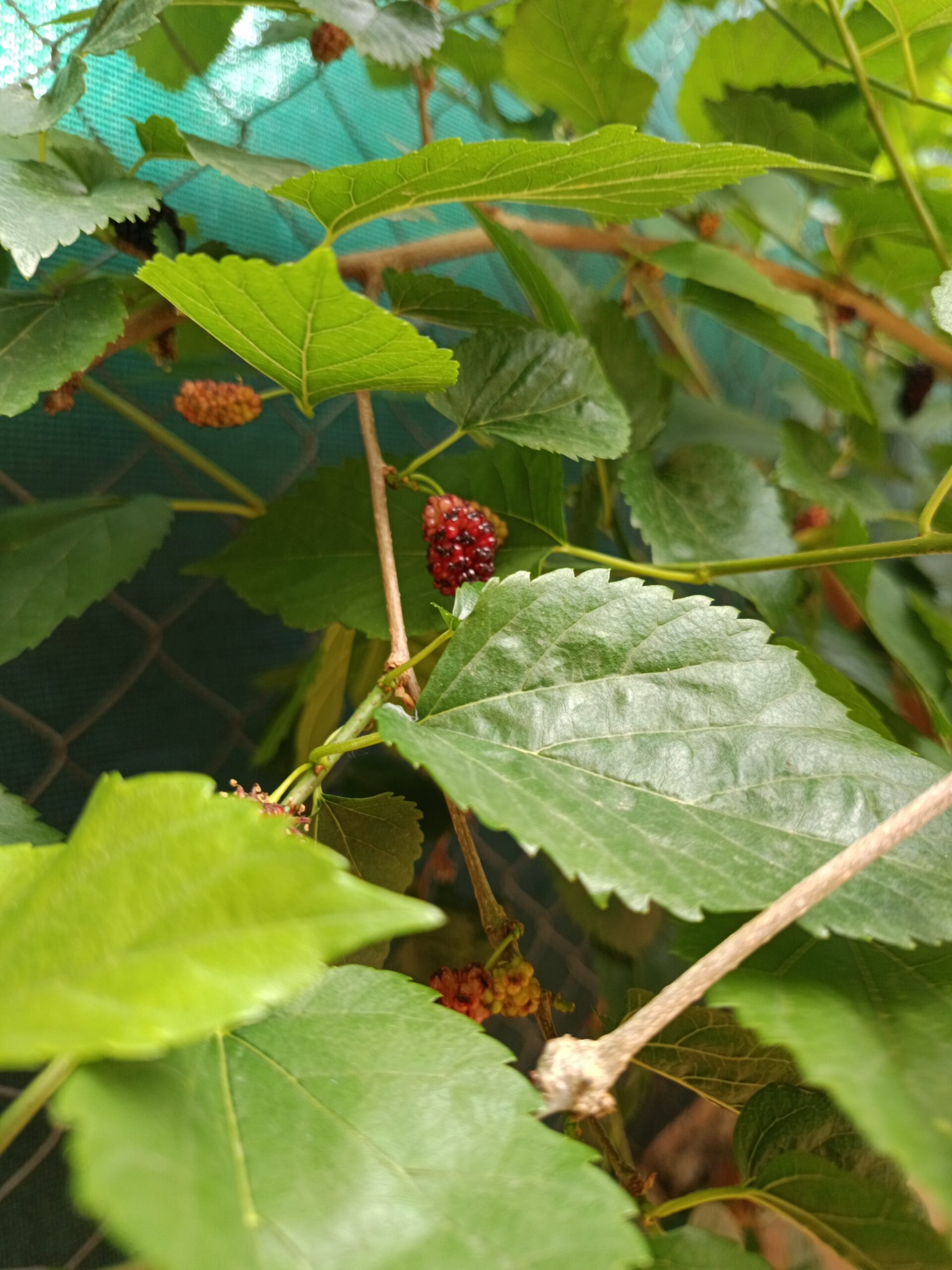 Primeras moras del árbol de morera del jardín, símbolo de cuidado, paciencia y fruto en Oliveira Project.