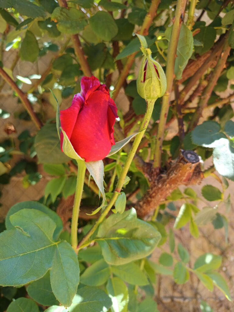 Rosa del jardín de Oliveira Project