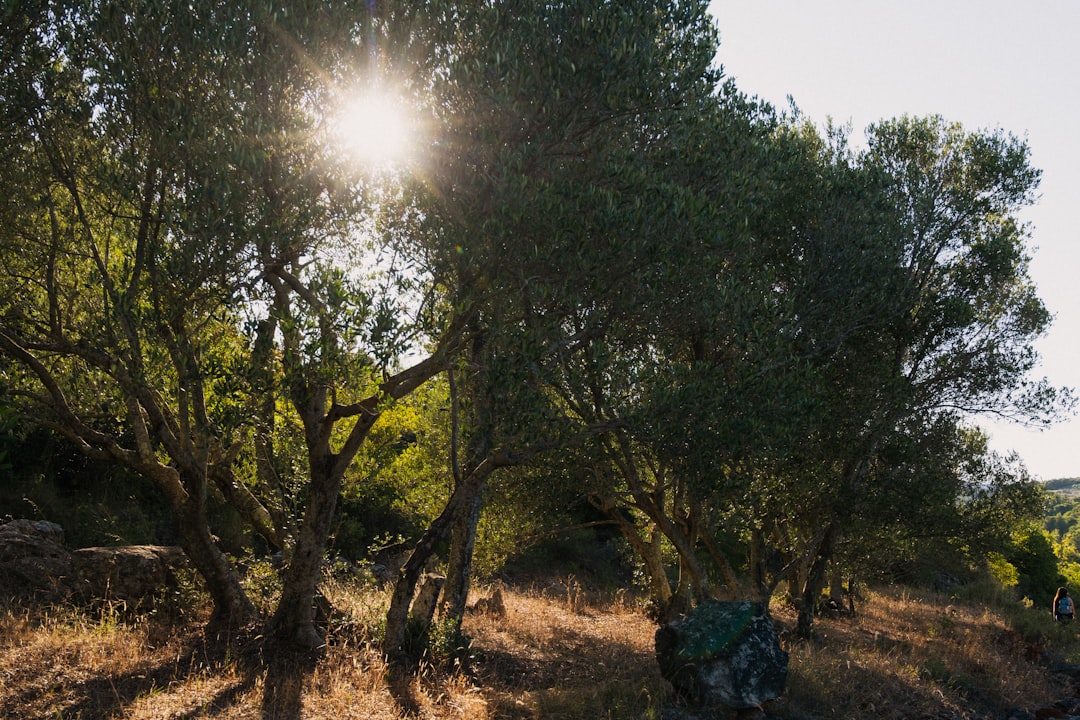 Luz entre ramas de olivo al amanecer